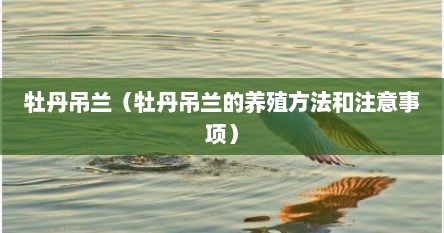 玫瑰吊兰和牡丹吊兰的区别（口红吊兰与牡丹吊兰哪个好）