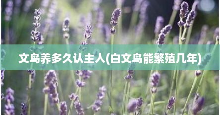 文鸟养多久认主人(白文鸟能繁殖几年)