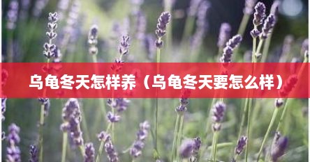 乌龟冬天怎样养（乌龟冬天要怎么样）