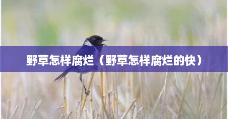 野草怎样腐烂（野草怎样腐烂的快）