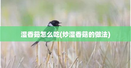 湿香茹怎么吃(炒湿香菇的做法)