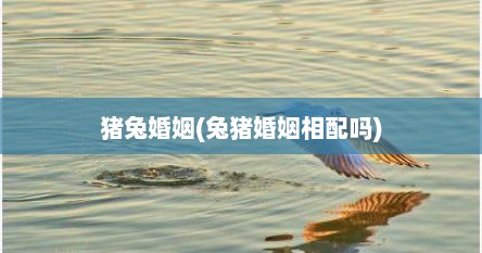 猪兔婚姻(兔猪婚姻相配吗)