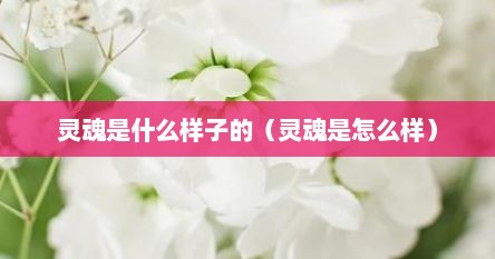 灵魂是什么样子的（灵魂是怎么样）