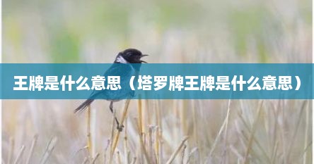 王牌是什么意思（塔罗牌王牌是什么意思）