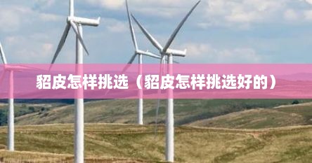 貂皮怎样挑选（貂皮怎样挑选好的）