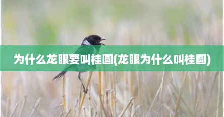 为什么龙眼要叫桂圆(龙眼为什么叫桂圆)