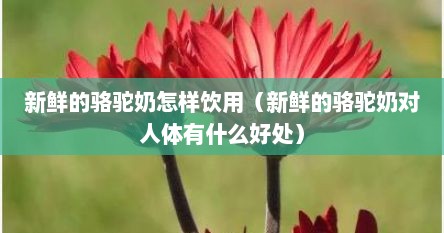 新鲜的骆驼奶怎样饮用（新鲜的骆驼奶对人体有什么好处）