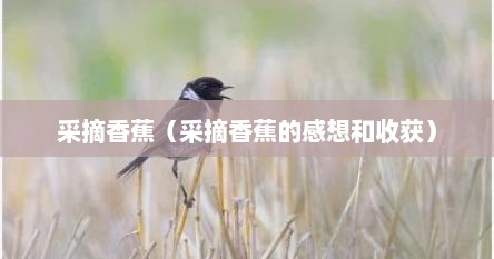 采摘香蕉（采摘香蕉的感想和收获）