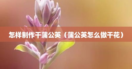 怎样制作干蒲公英（蒲公英怎么做干花）