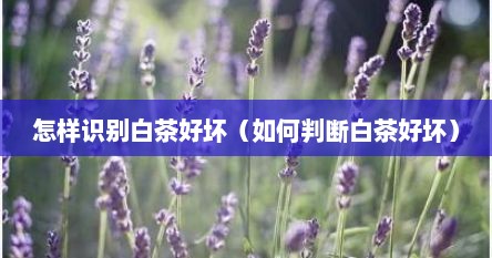 怎样识别白茶好坏（如何判断白茶好坏）