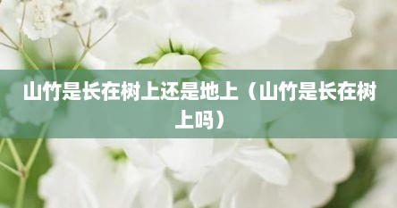 山竹是长在树上还是地上（山竹是长在树上吗）