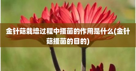金针菇栽培过程中搔菌的作用是什么(金针菇搔菌的目的)