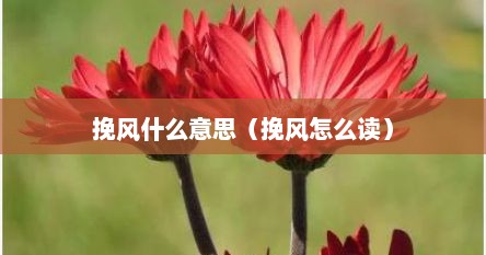 挽风什么意思（挽风怎么读）