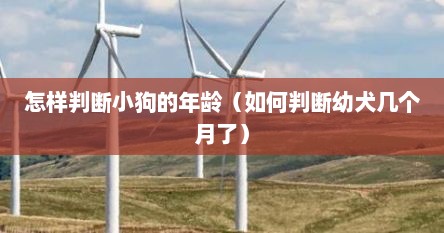 怎样判断小狗的年龄（如何判断幼犬几个月了）