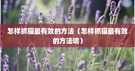 怎样抓猫最有效的方法（怎样抓猫最有效的方法呢）