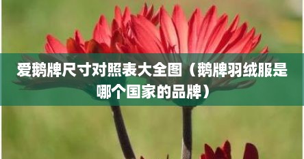 鹅牌羽绒服是哪个国家生产的（鹅牌羽绒服为什么那么贵）