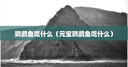 鹦鹉鱼吃什么（元宝鹦鹉鱼吃什么）