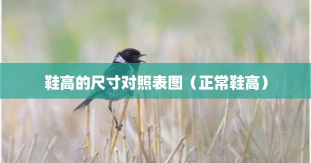 鞋高的尺寸对照表图（正常鞋高）