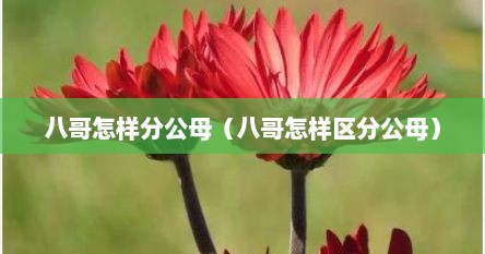 八哥怎样分公母（八哥怎样区分公母）