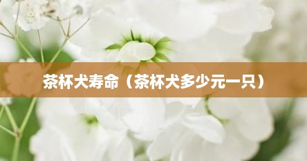 茶杯犬寿命（茶杯犬多少元一只）