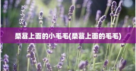 桑葚上面的小毛毛(桑葚上面的毛毛)