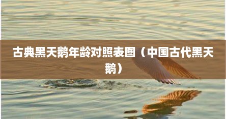 古典黑天鹅年龄对照表图（中国古代黑天鹅）