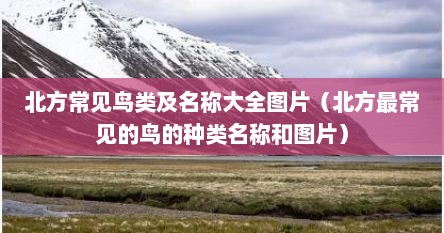 北方常见鸟类及名称大全图片(北方最常见的鸟的种类名称和图片)