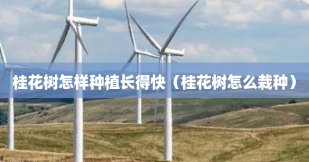 桂花树树苗怎么种（桂花树怎样栽培才能生长旺盛）