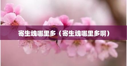 寄生魂哪里多（寄生魂哪里多啊）