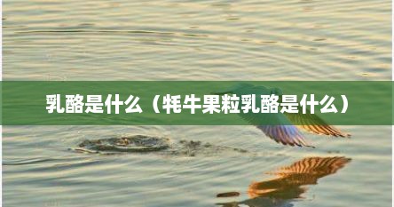 乳酪是什么（牦牛果粒乳酪是什么）