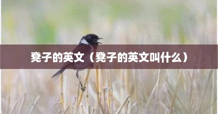 凳子的英文（凳子的英文叫什么）
