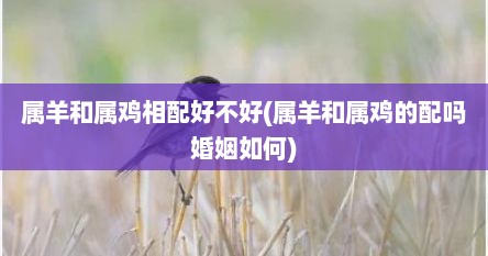 属羊和属鸡相配好不好(属羊和属鸡的配吗婚姻如何)