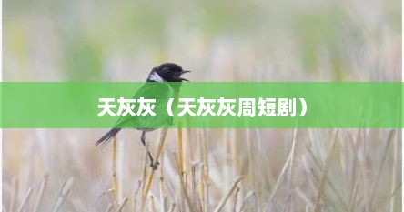 天灰灰（天灰灰周短剧）