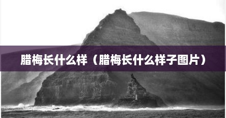 腊梅长什么样（腊梅长什么样子图片）
