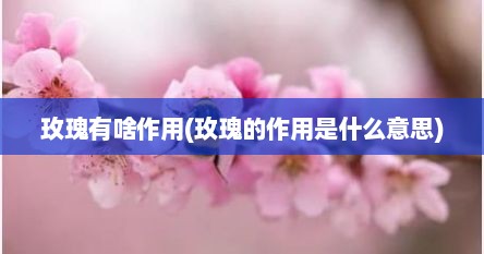 玫瑰有啥作用(玫瑰的作用是什么意思)