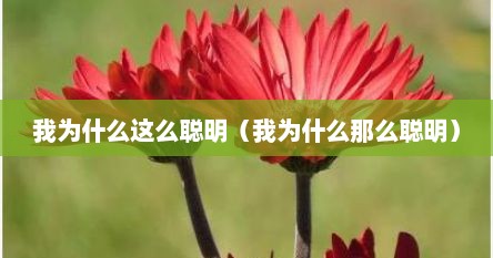 我为什么这么聪明（我为什么那么聪明）