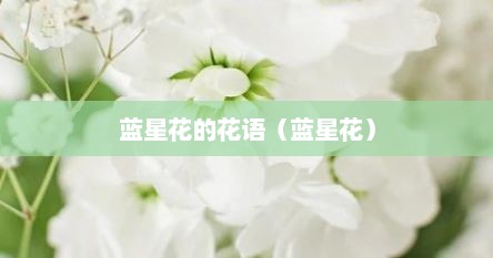 蓝星花的花语（蓝星花）