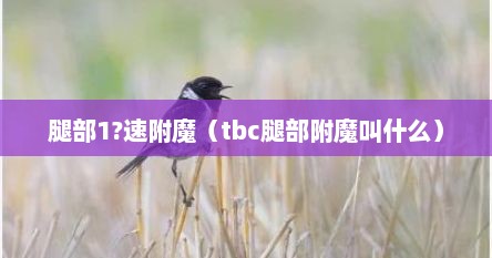腿部1?速附魔（tbc腿部附魔叫什么）