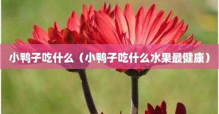 小鸭子吃什么（小鸭子吃什么水果最健康）