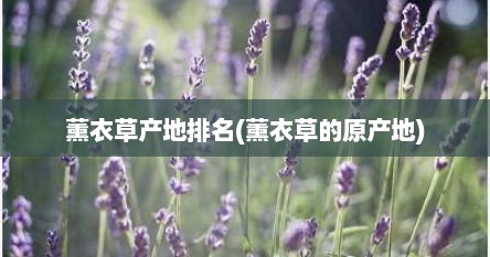 薰衣草产地排名(薰衣草的原产地)