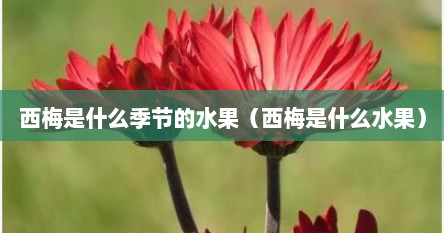 西梅是什么季节的水果（西梅是什么水果）