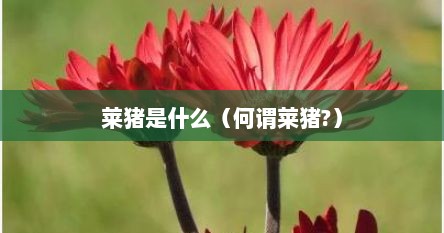 莱猪是什么（何谓莱猪?）