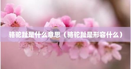 骆驼趾是什么意思（骆驼趾是形容什么）
