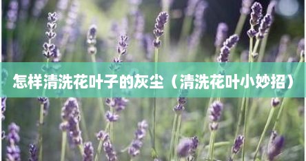 怎样清洗花叶子的灰尘（清洗花叶小妙招）