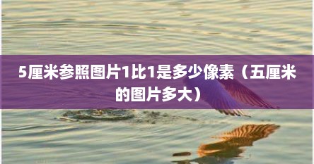 5厘米参照图片1比1是多少像素（五厘米的图片多大）