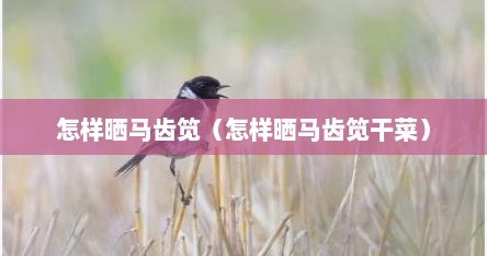 怎样晒马齿笕（怎样晒马齿笕干菜）