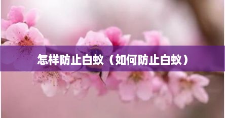 怎样防止白蚁（如何防止白蚁）