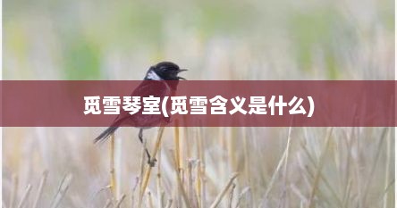 觅雪琴室(觅雪含义是什么)