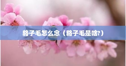 貉子毛怎么念（貉子毛是啥?）