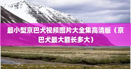 最小型京巴犬视频图片大全集高清版（京巴犬最大能长多大）
